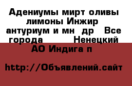 Адениумы,мирт,оливы,лимоны,Инжир, антуриум и мн .др - Все города  »    . Ненецкий АО,Индига п.